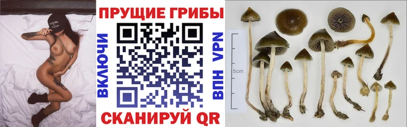купить наркоту  Кольчугино  Псилоцибиновые грибы MAGIC MUSHROOMS 